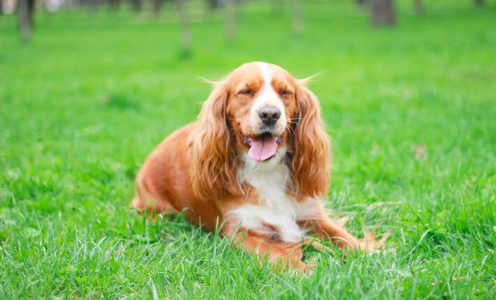 one cocker spaniel dog on grass