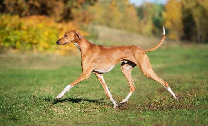 azawakh running on grass