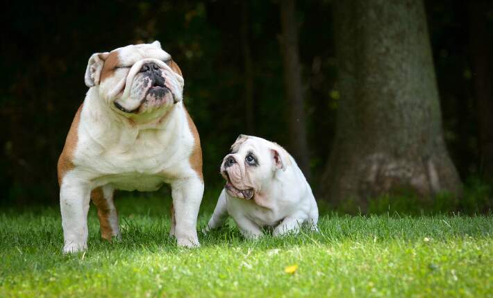 puppy-and-adult-bulldog