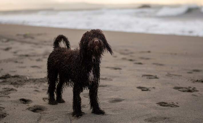 Irish Water Spaniel