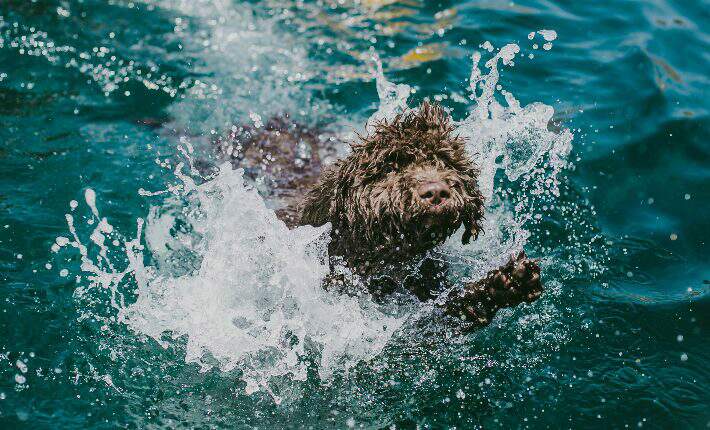 Spanish Water Dog