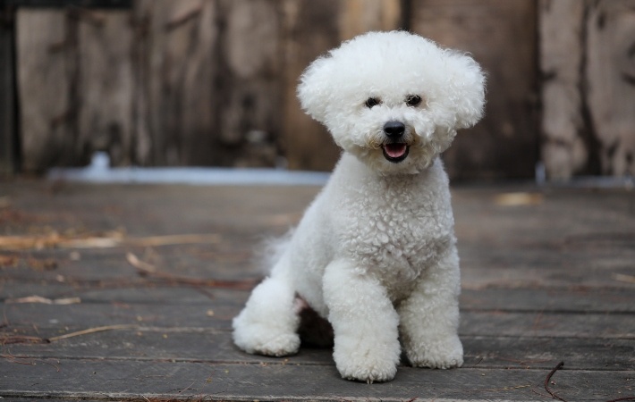 bichon frise outside