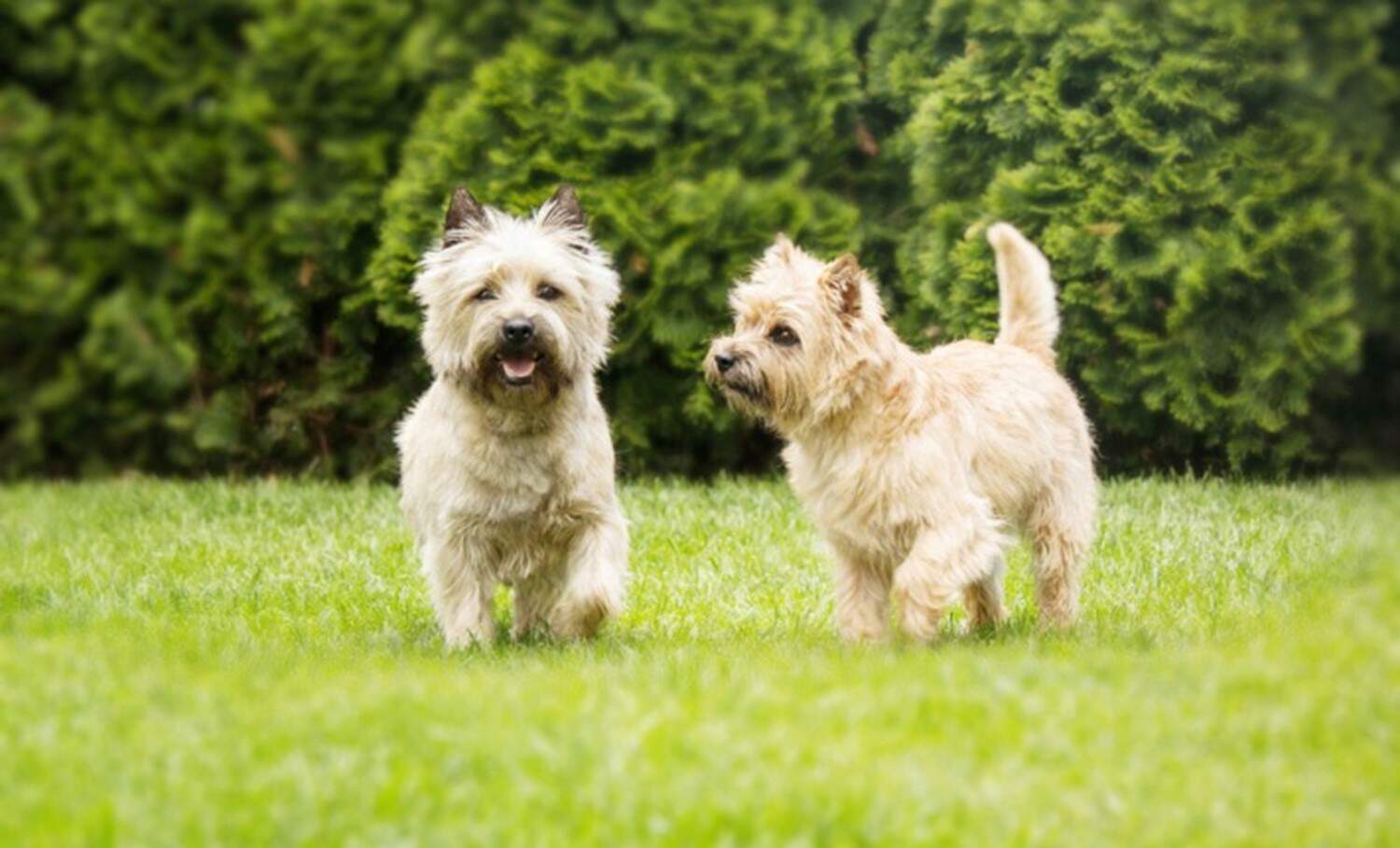 Two Cairn Terriers