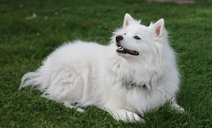 american eskimo laying in grass