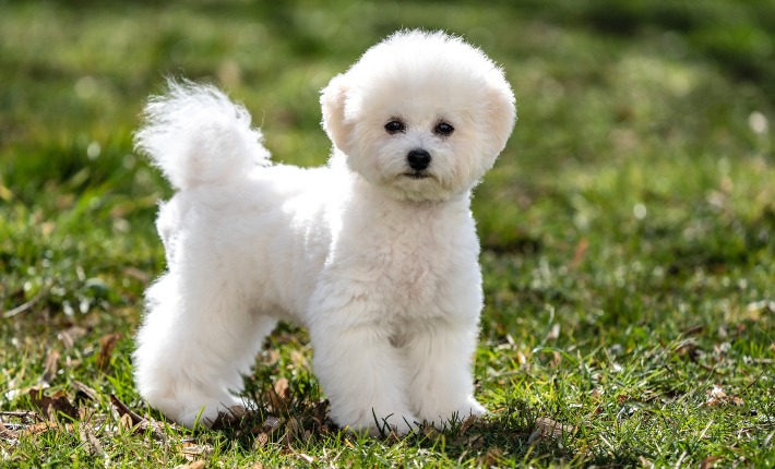 bichon frise in grass