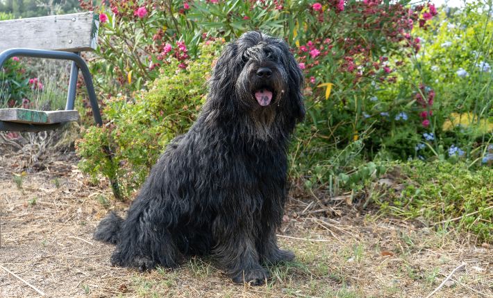 bouvier des flandres outside