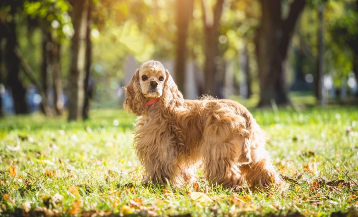 cocker spaniel in park