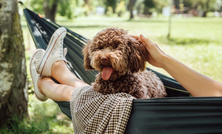 fluffy dog in hammock