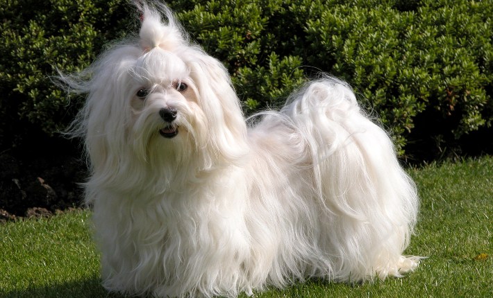 havanese dog in yard