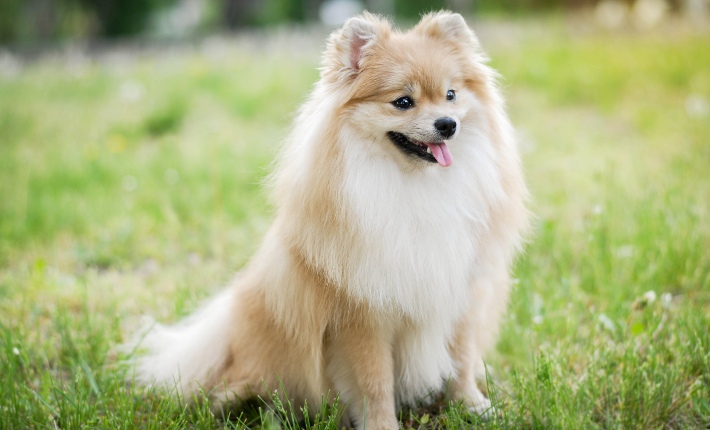 pomeranian sitting outside