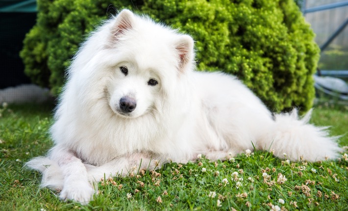 samoyed laying outside