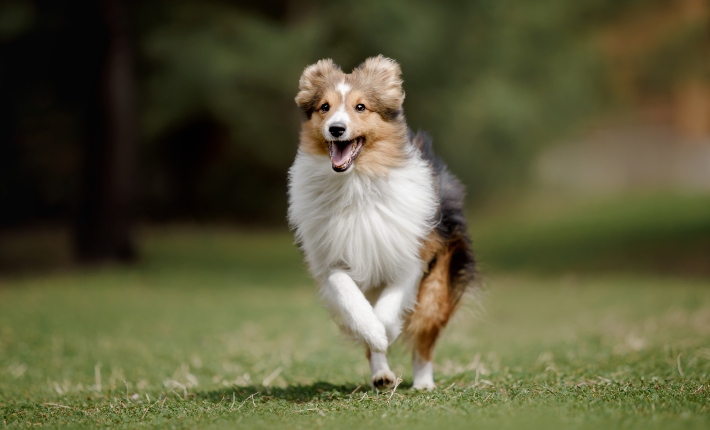 running shetland sheepdog