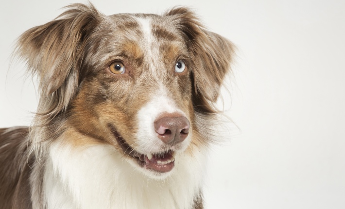 Australian Sheperd dog against white background 