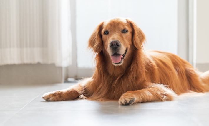 Golden Retriever laying on floor by window