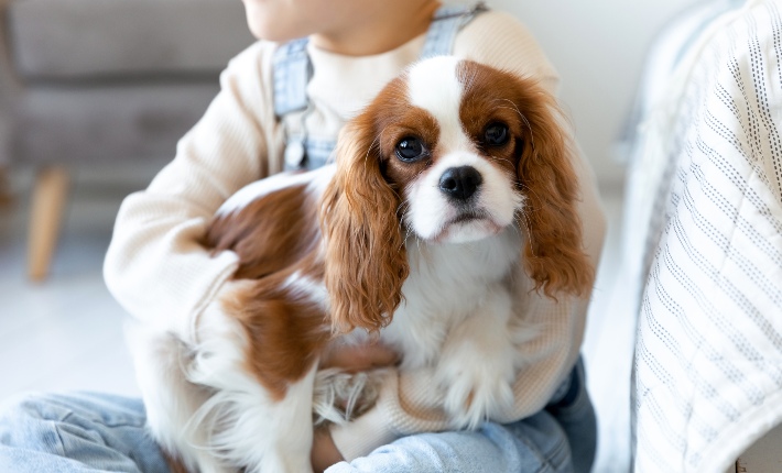 Child holding Cavalier King Charles Spaniel dog on the floor