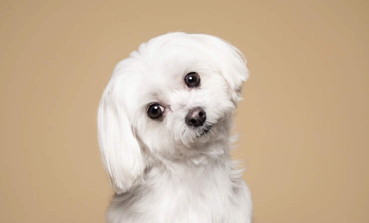 maltese-portrait