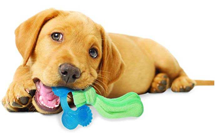 https://www.nylabone.com/-/media/project/oneweb/nylabone/images/dog101/activities-fun/4-fun-tips-for-keeping-your-dog-cool-in-the-summer/puppy-with-chew-toys.jpg