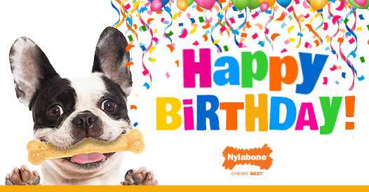 Nylabone birthday bone best sale