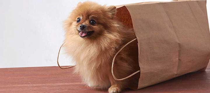 A small dog inside of a brown paper shopping bag.