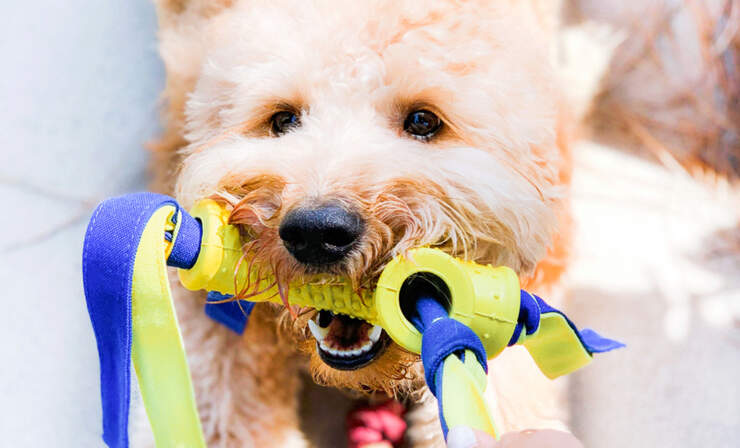 dog-with-shake-a-toss