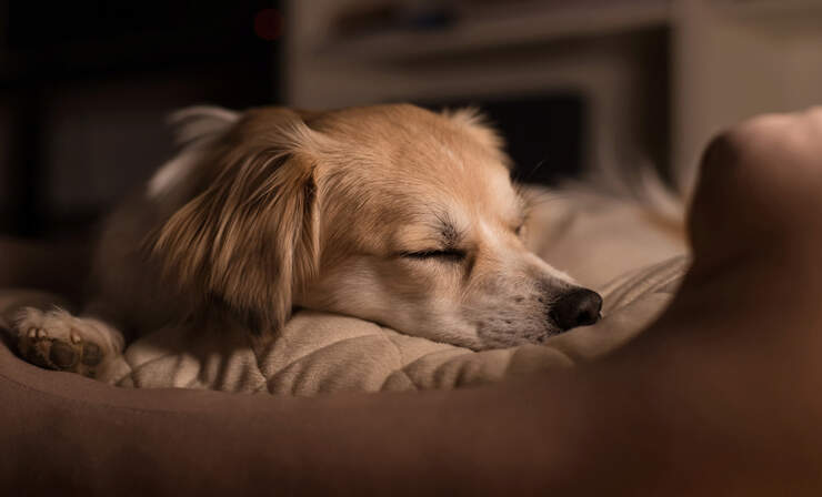 sleeping-dog