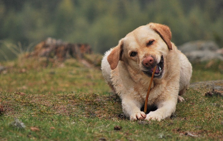 dog chewing bully stick in grass