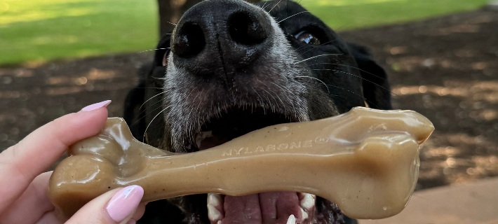 dog chewing long-lasting nylabone gourmet style femur chew toy on outdoor table