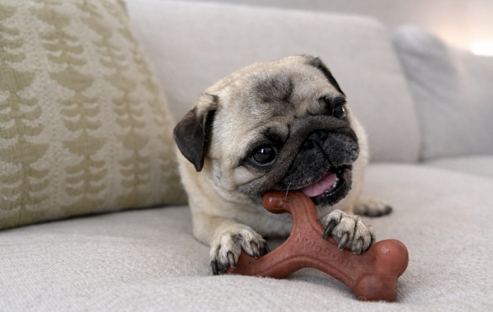 dog chewing long-lasting nylabone wishbone on couch