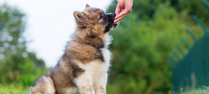 What treats clearance to give puppies