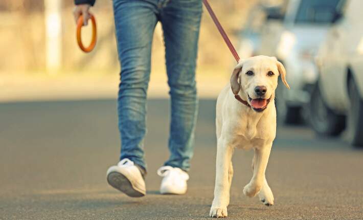 walking-with-happy-puppy