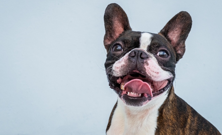 boston terrier