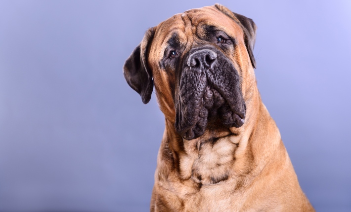 bullmastiff