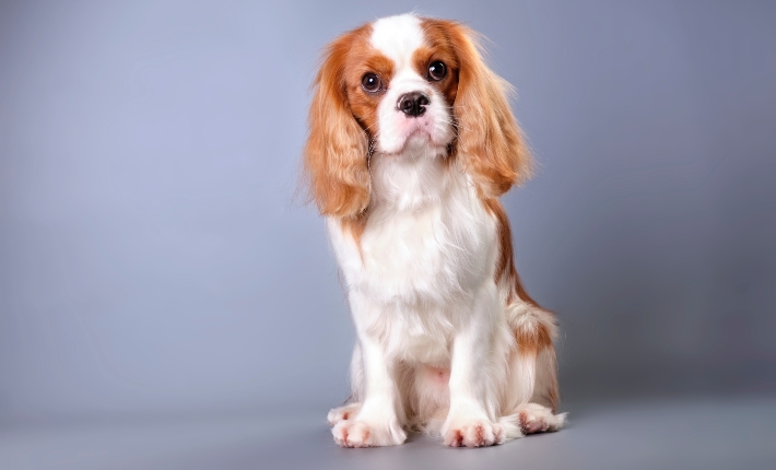 cavalier king charles spaniel