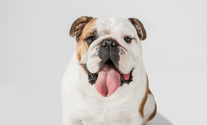 english bulldog