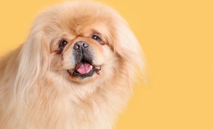 Pekingese