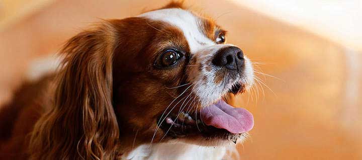 The English Toy Spaniel: A Review of This Charming Companion