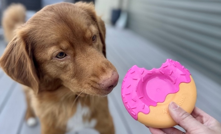 dog with donut