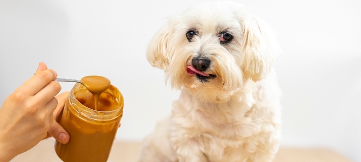 Can Dogs Eat Peanut Butter 6 Things to Know Nylabone