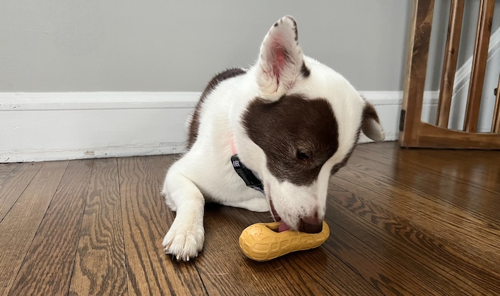 peanut chew toy