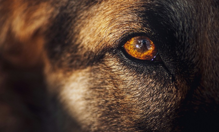 close up of dog eye