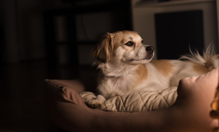 Dog laying in dark house on dog bed