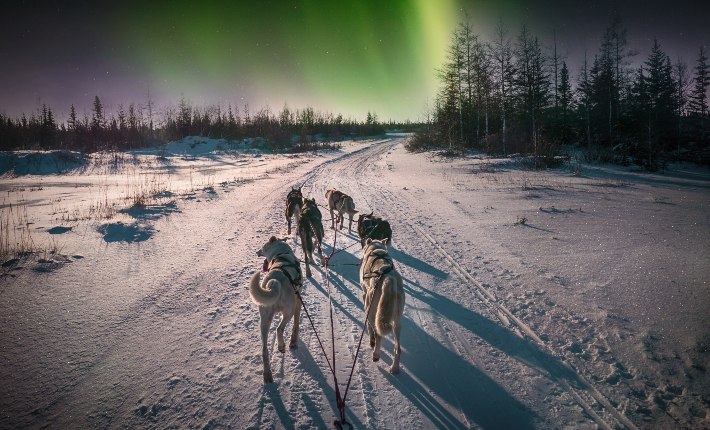 Dogs pulling sled in winter setting with northern lights in sky