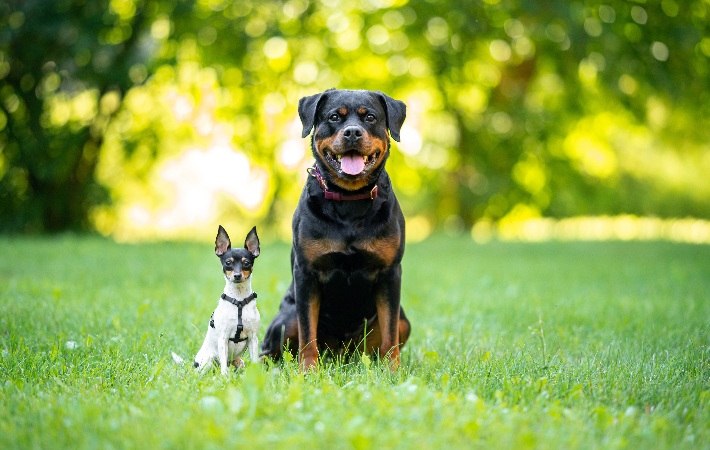 american toy fox terrier and rottweiler sitting in grass