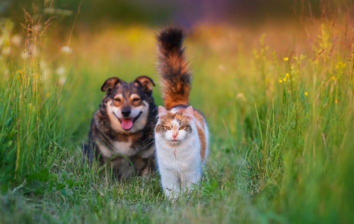 dog and cat walking in grass together