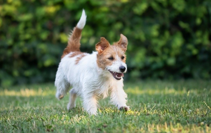 jack russell terrier running through grass
