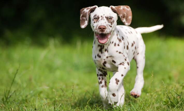 puppy-dalmatian-running