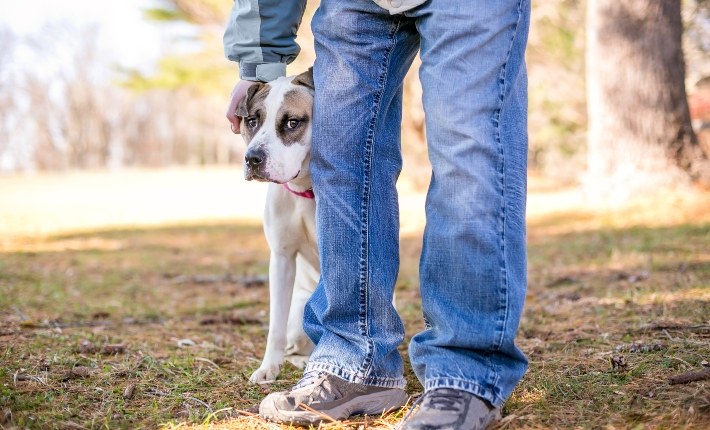 man petting nervous dog