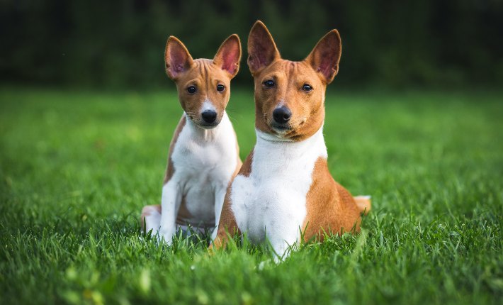 two basenji dogs lying in grass