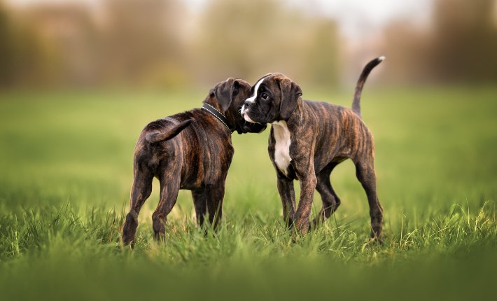 two boxer puppies