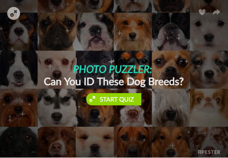 Dog sales identification quiz